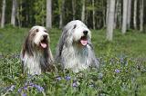 BEARDED COLLIE 228